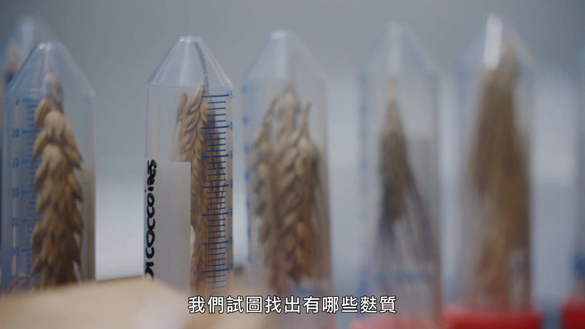 矮稈小麥「索諾拉64」的育種，是今日小麥遺傳基礎品種。圖／《無麩質的完全真相》