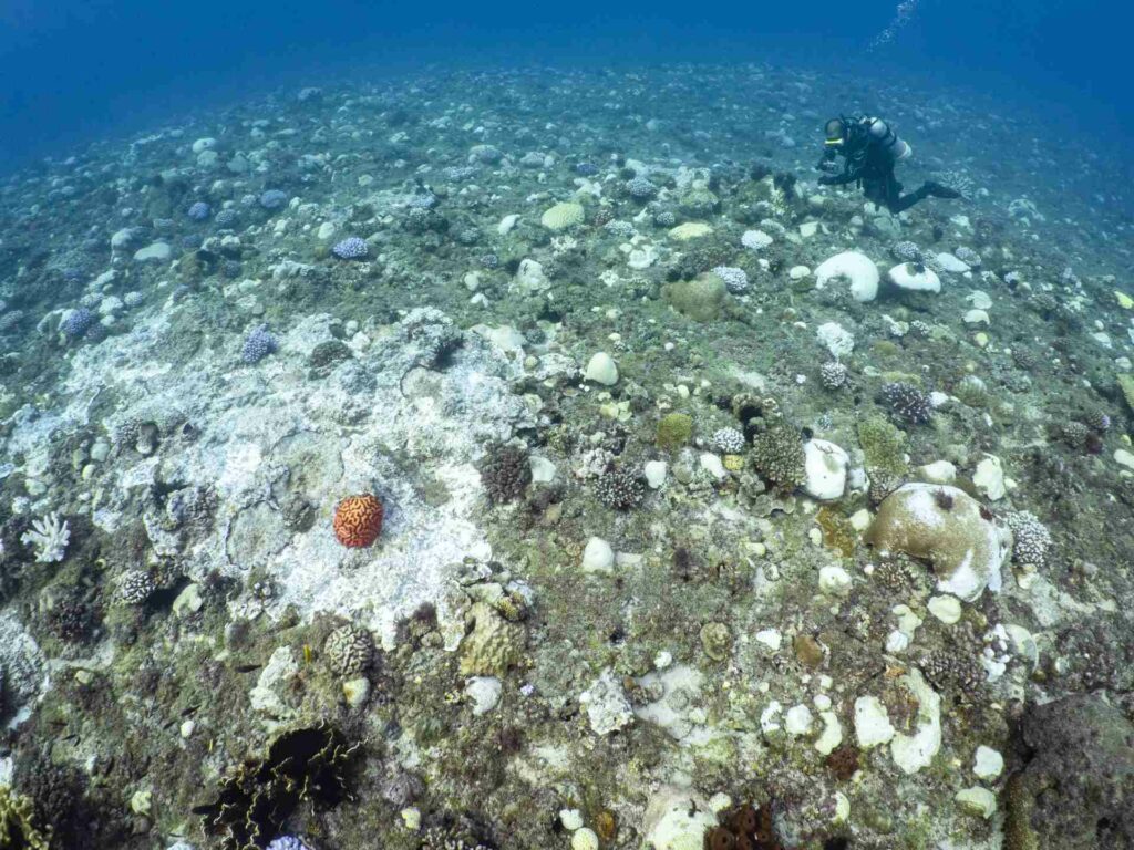 2020年的珊瑚白化狀況，攝於小琉球。圖片提供／蘇淮