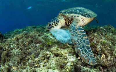 親眼目睹海龜排泄塑膠大便，水下攝影師在海洋中的無助瞬間