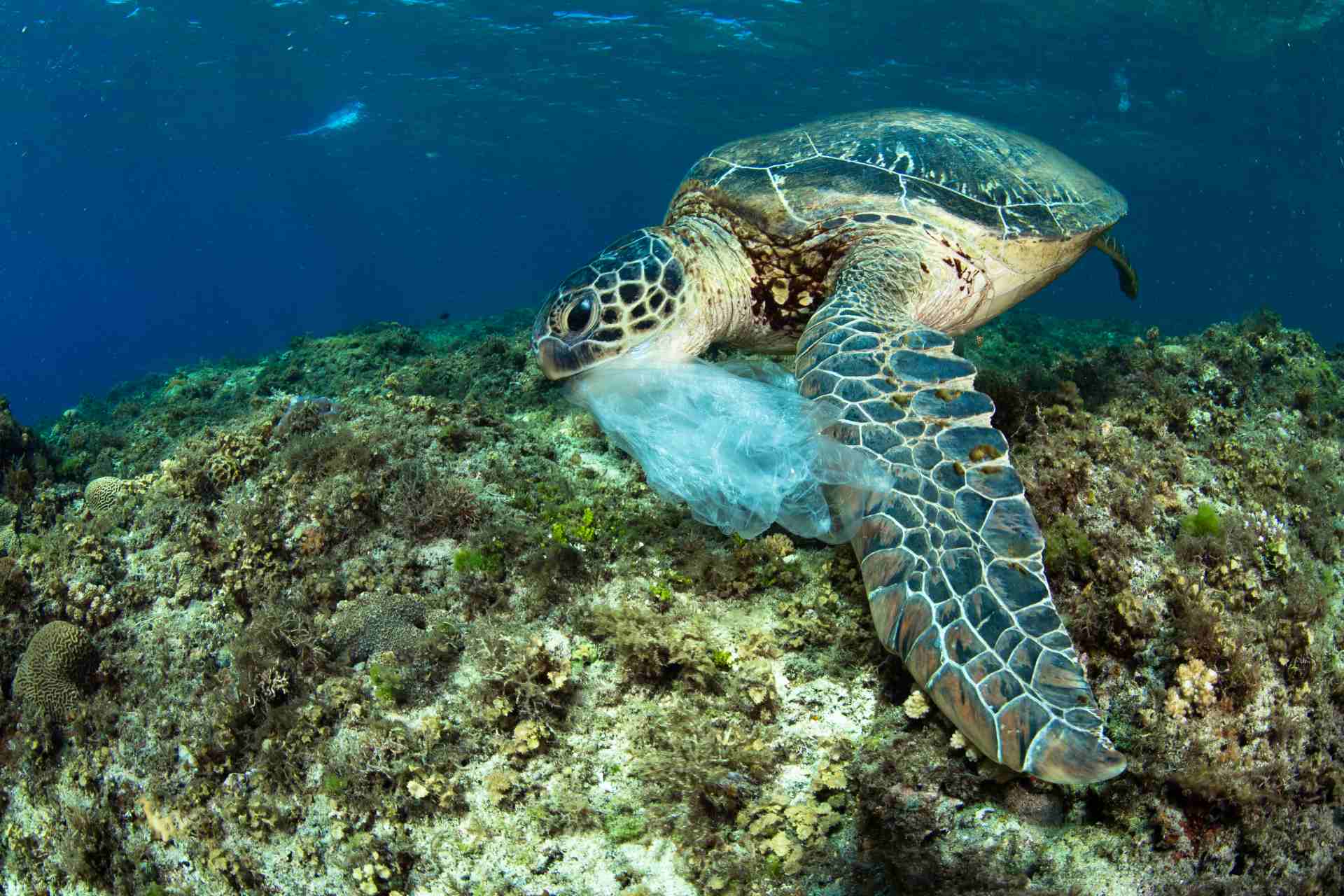 海龜誤食塑膠袋。圖片提供／蘇淮