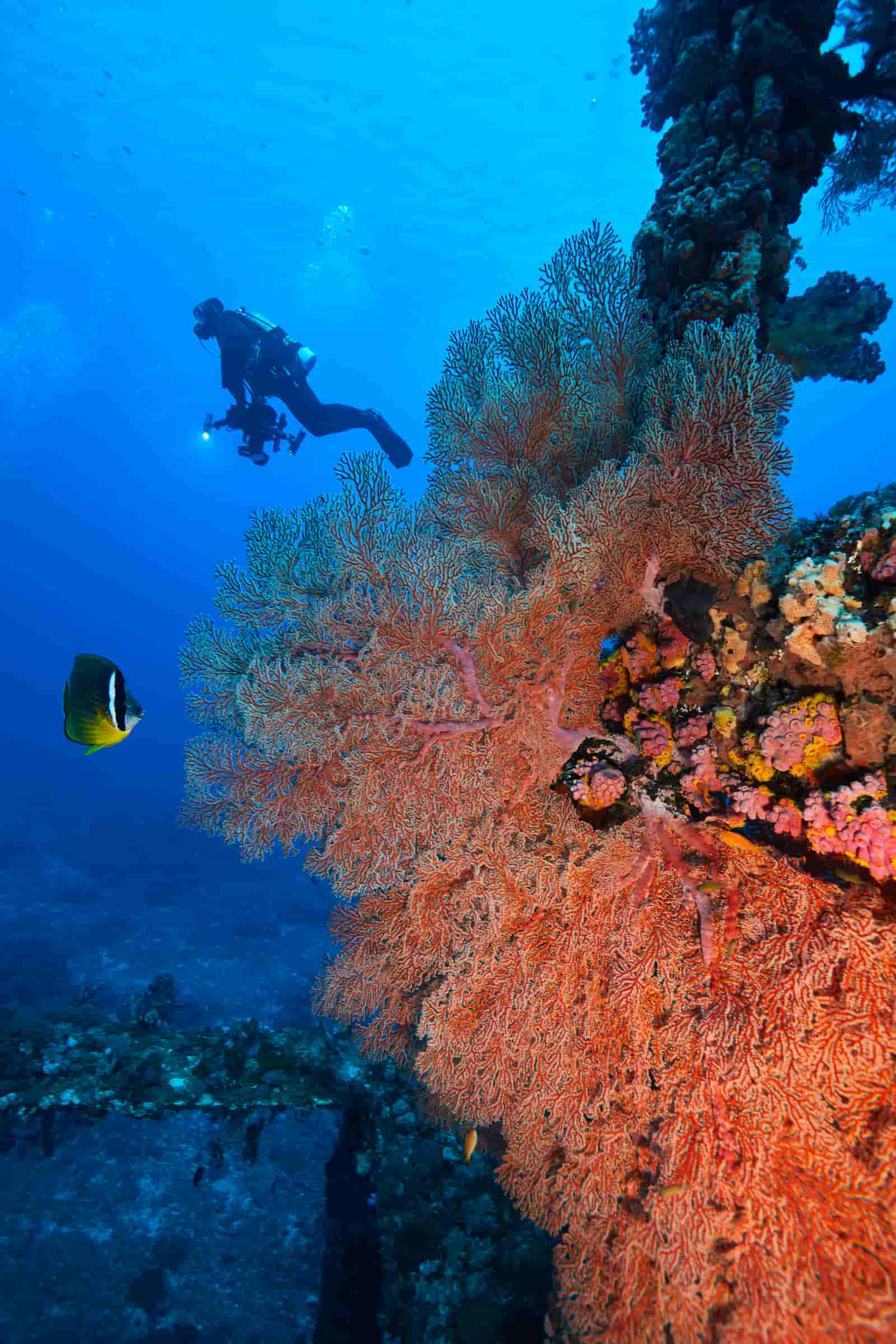 綠島 - 鋼鐵礁。劇照／《沈睡的水下巨人》