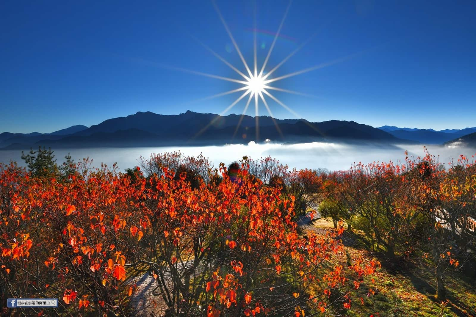 小笠原山楓紅日出雲海。圖／黃源明攝影