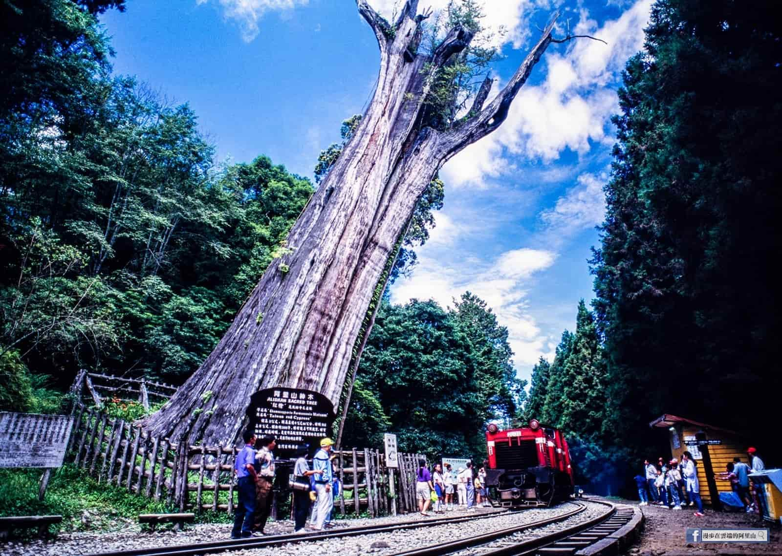 永遠的阿里山神木火車。圖／黃源明攝影