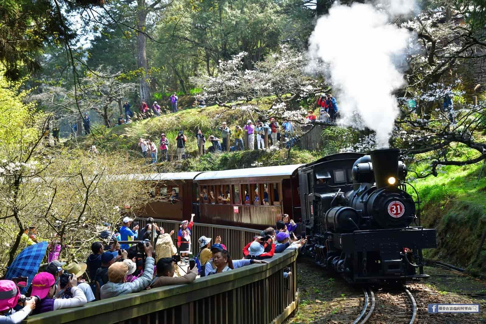 阿里山櫻花蒸汽火車。圖／黃源明攝影