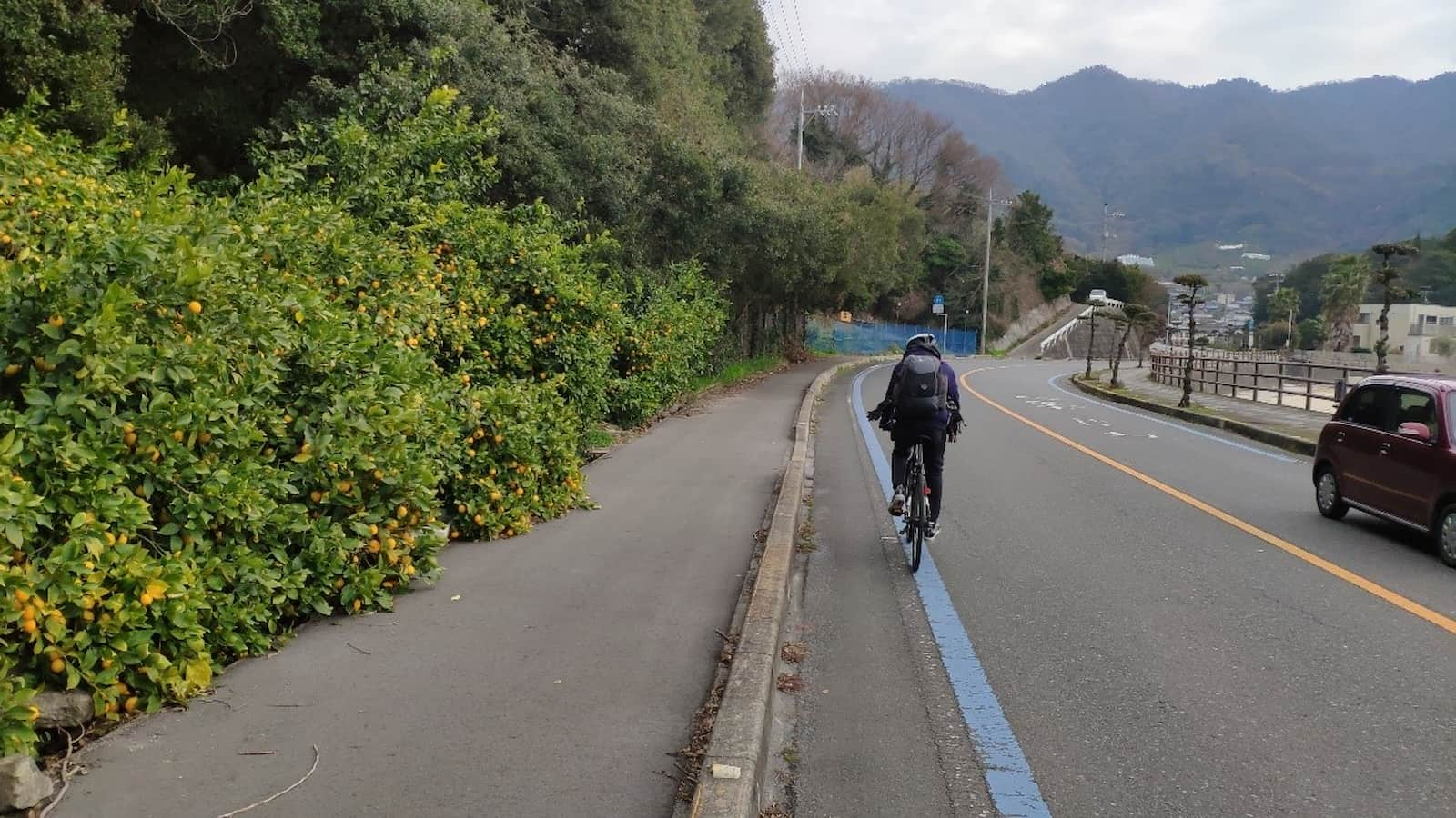 冬天的島波海道，自行車道旁就是結實累累的果樹。圖／王克強提供