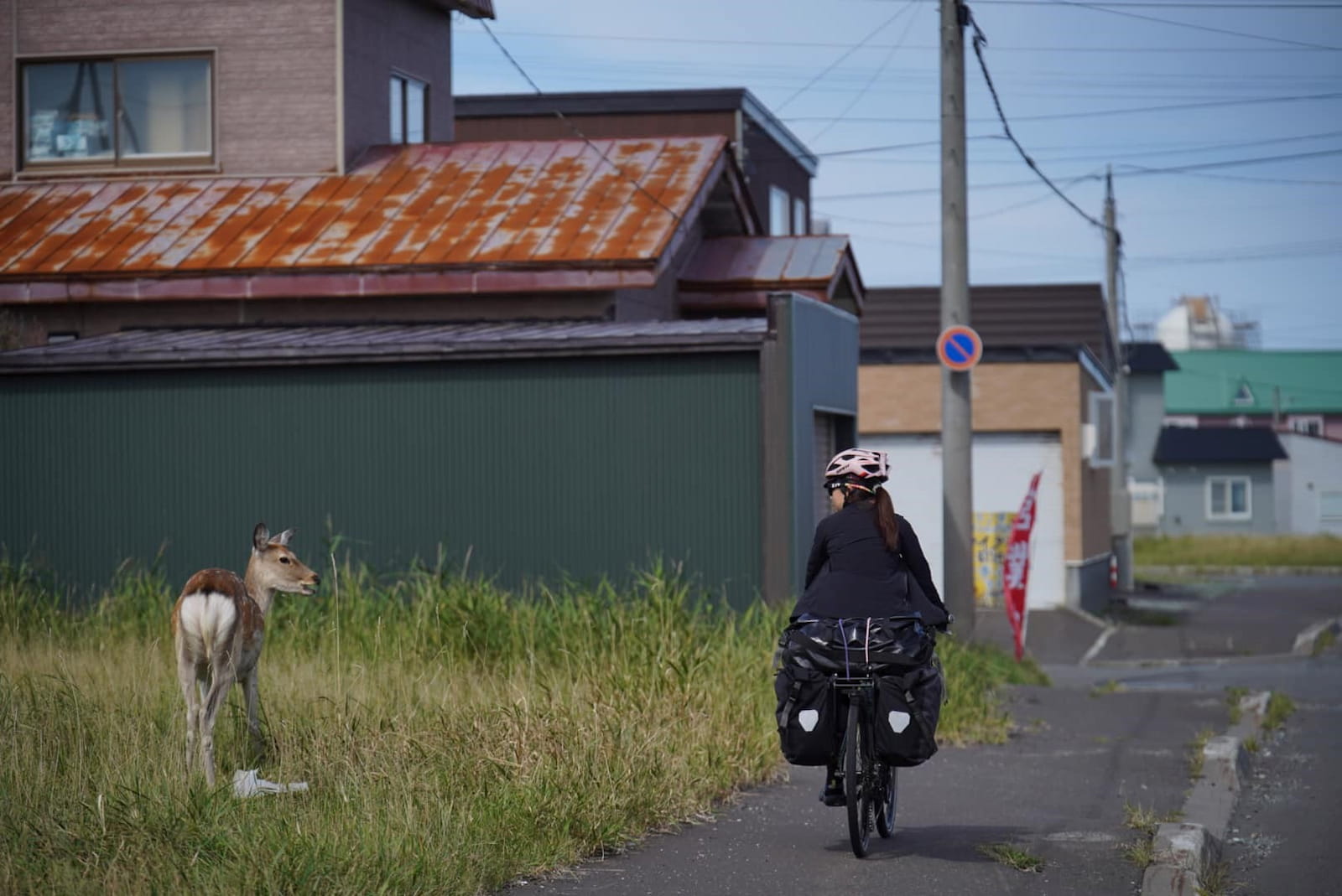 在北海道單車旅行，有機會碰到野生動物，包括蝦夷鹿、北狐、浣熊以及北海道棕熊。圖／王克強提供
