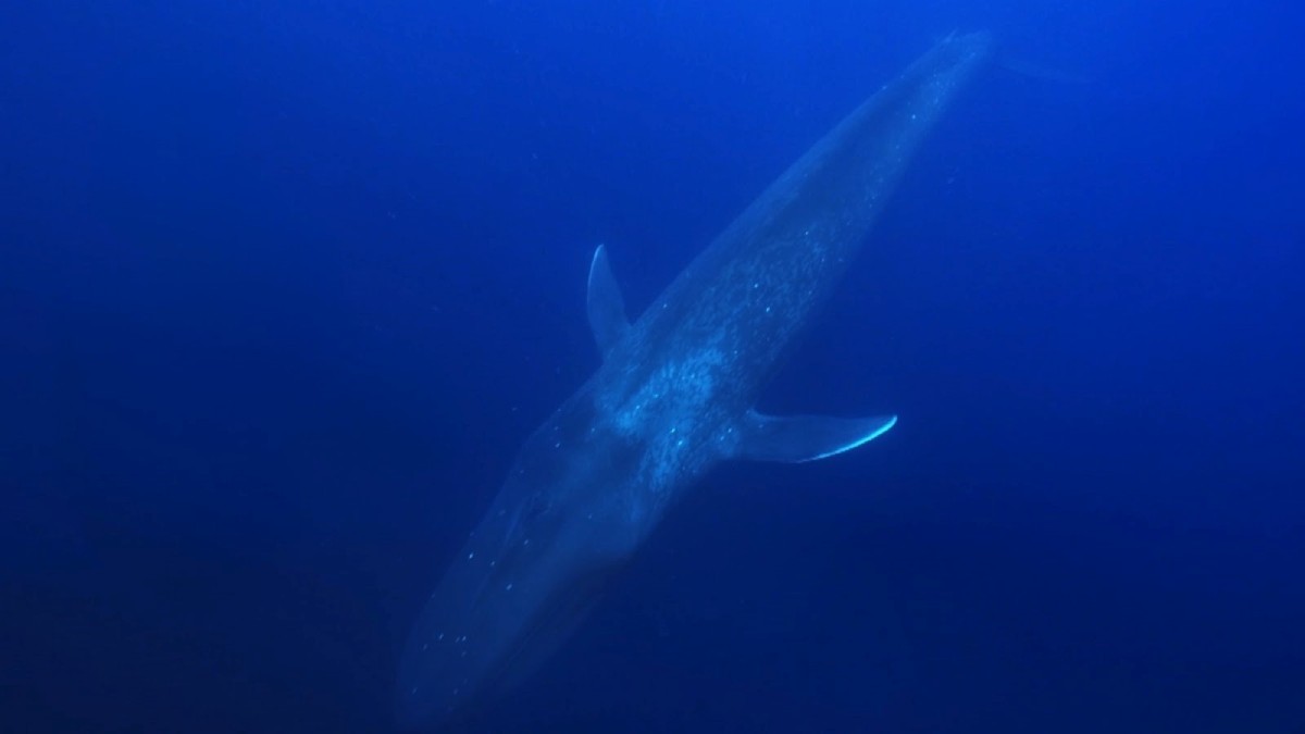 尼龍繩纏繞藍鯨致死，標本修復揭示海洋污染真相- 觀點同不同