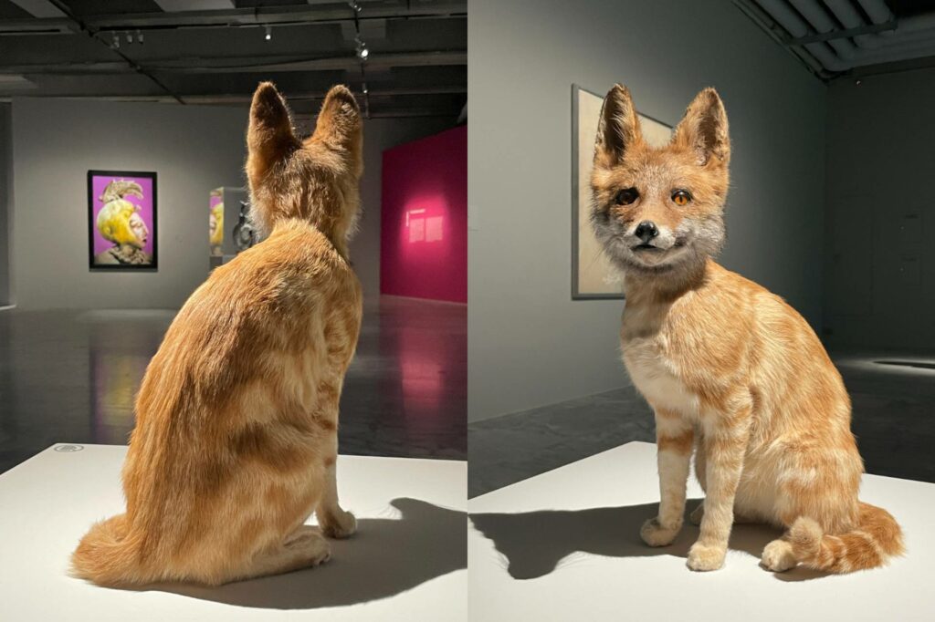 ｜「幻化無際」展區，展出湯瑪斯・格林菲爾德的〈不適者（狐狸／貓）〉（2016）。