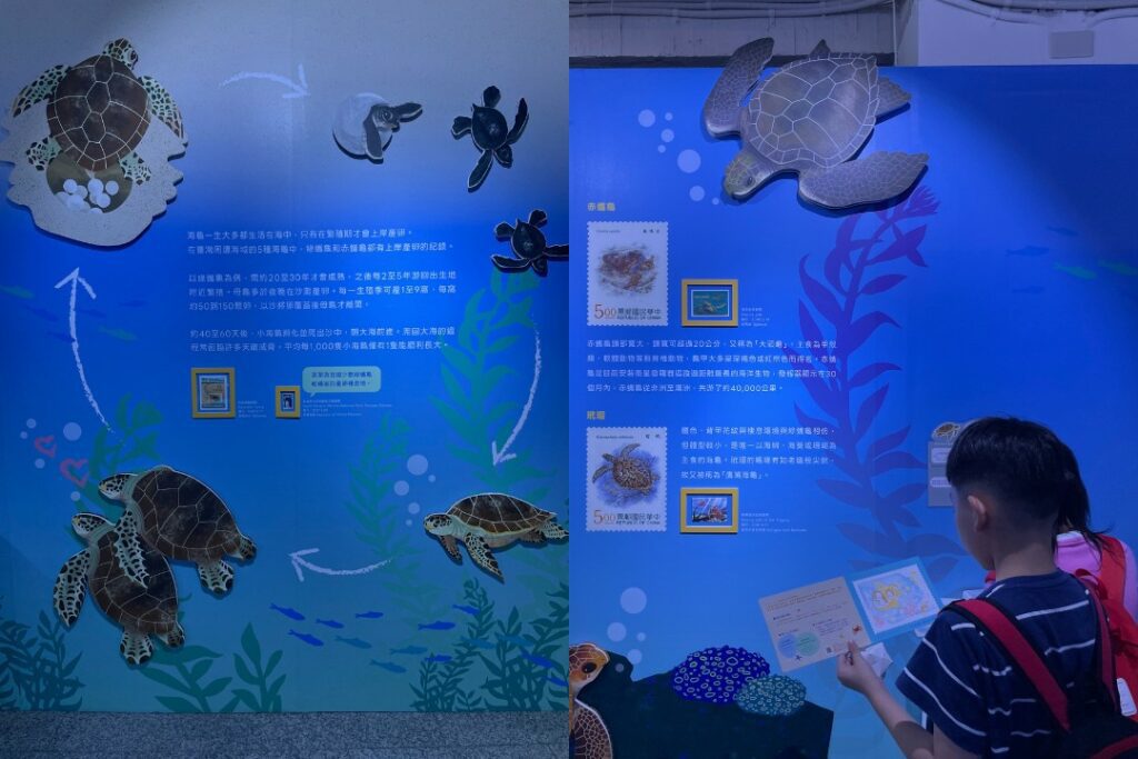 |展區〈哈囉,你是誰?〉以海龜為亮點主角。
