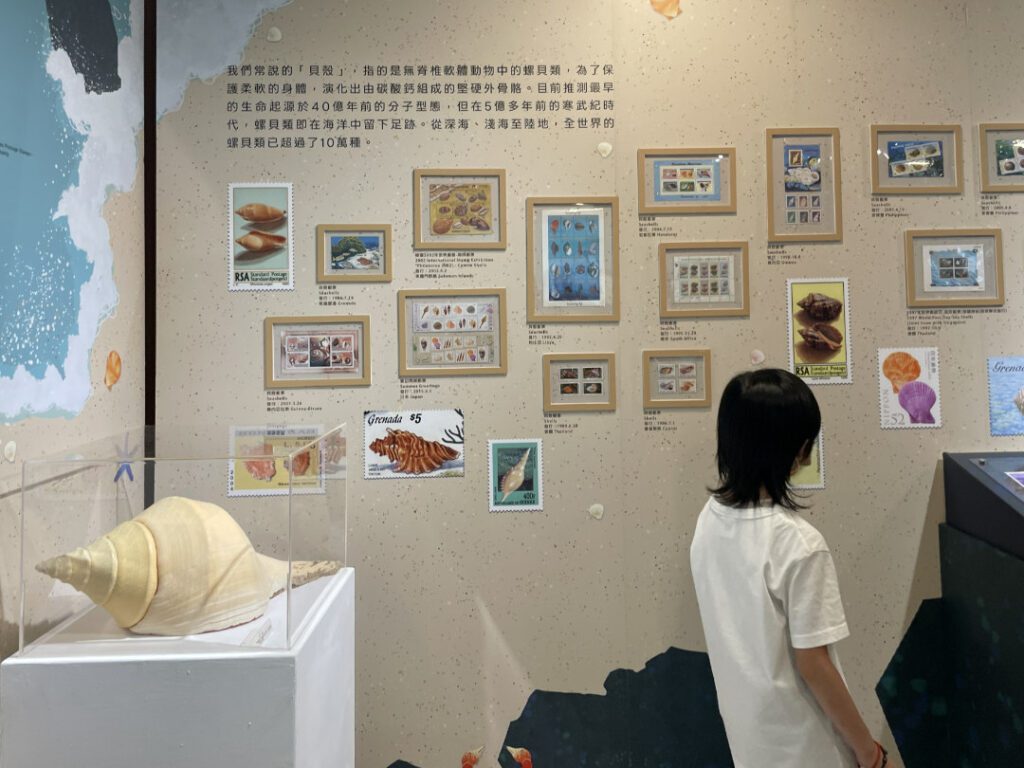 |展出的各式貝殼和郵票款式相呼應。